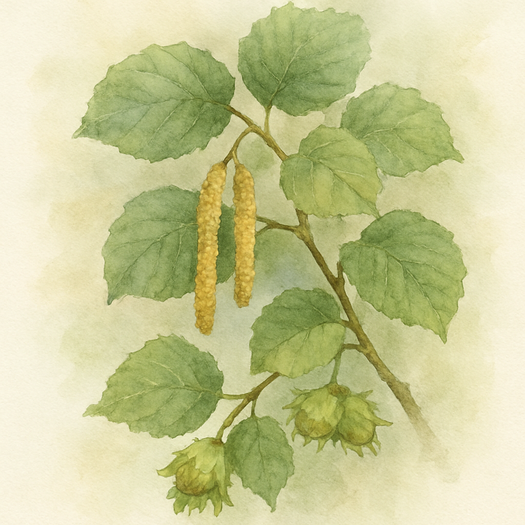 Corylus avellana