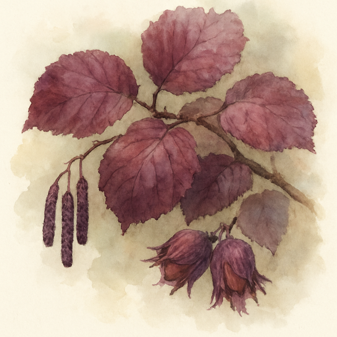 Corylus maxima Purpurea