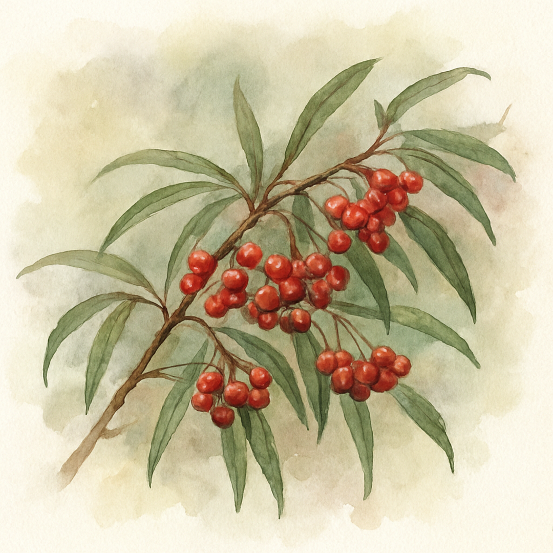 Cotoneaster salicifolius 'Repens'