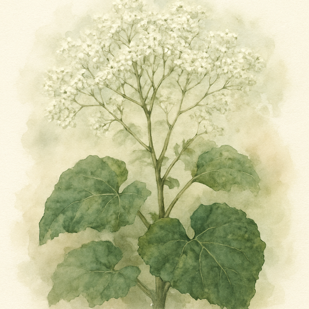 Crambe cordifolia