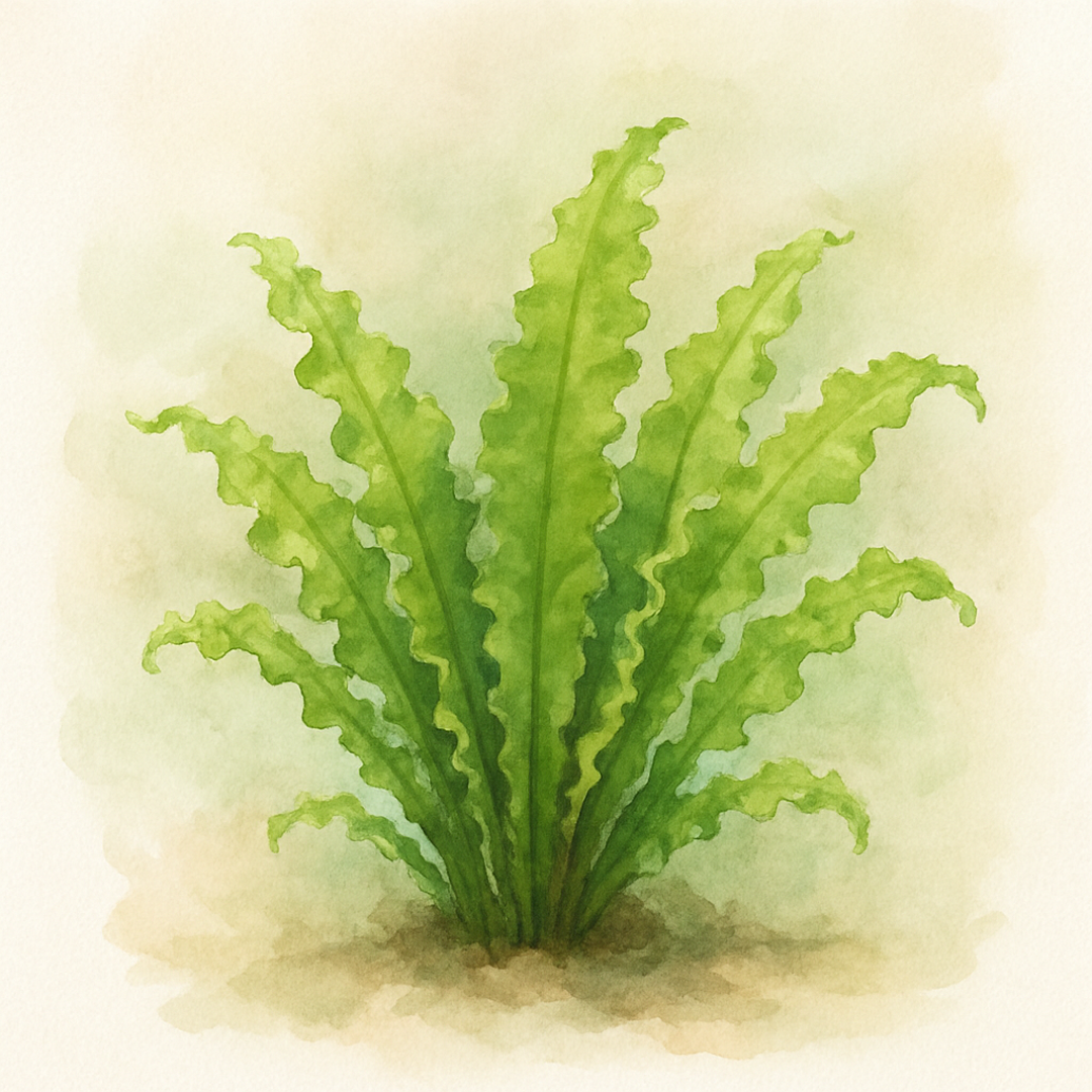 Crispy Wave Fern