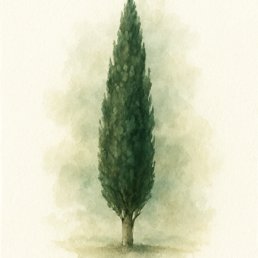 Mediterranean Cypress