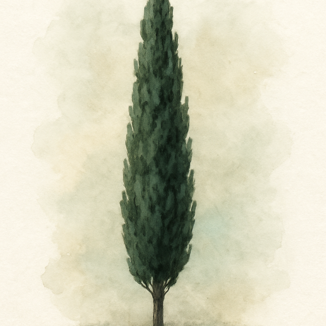 Cupressus sempervirens ‘Totem’