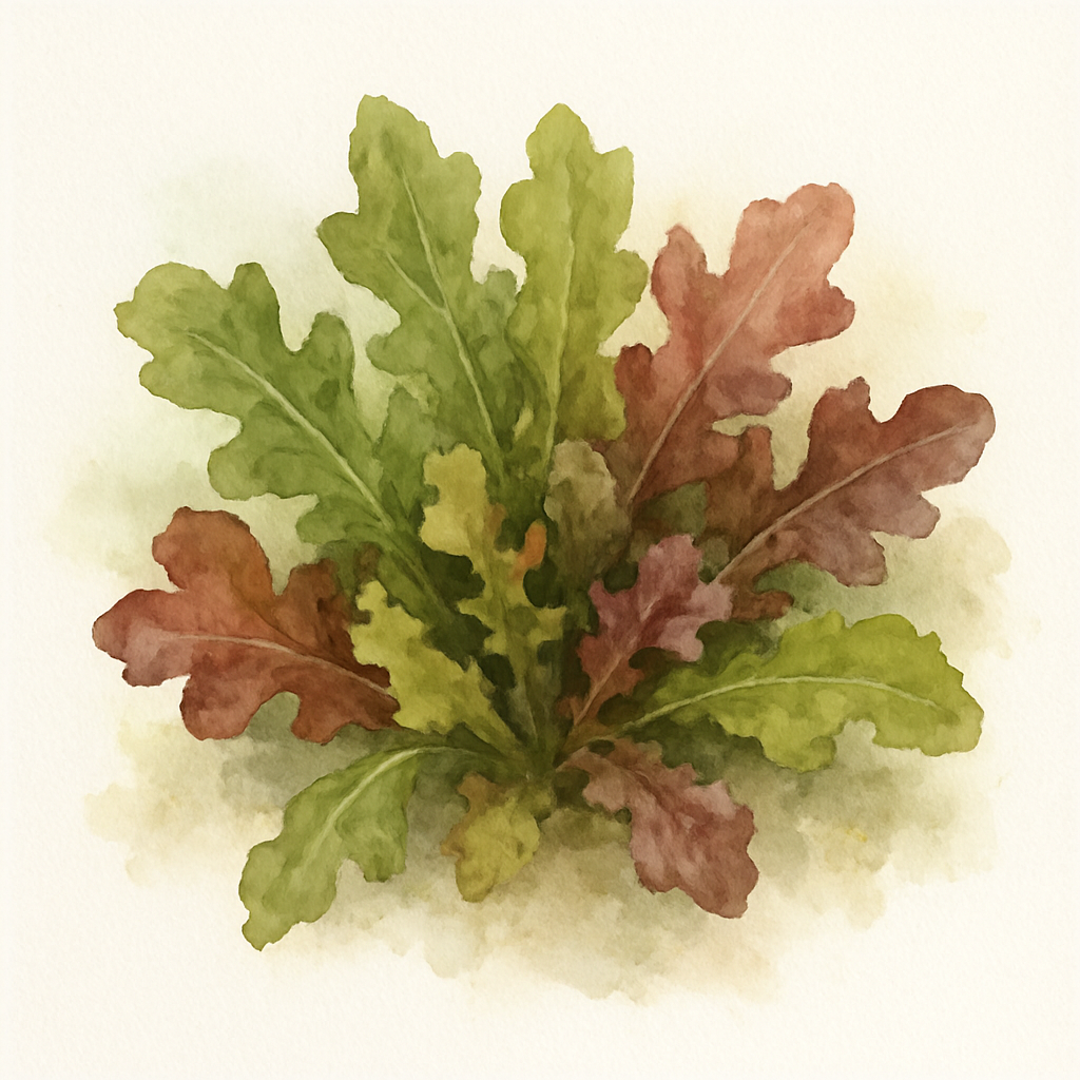 Cut and come again salad leaves