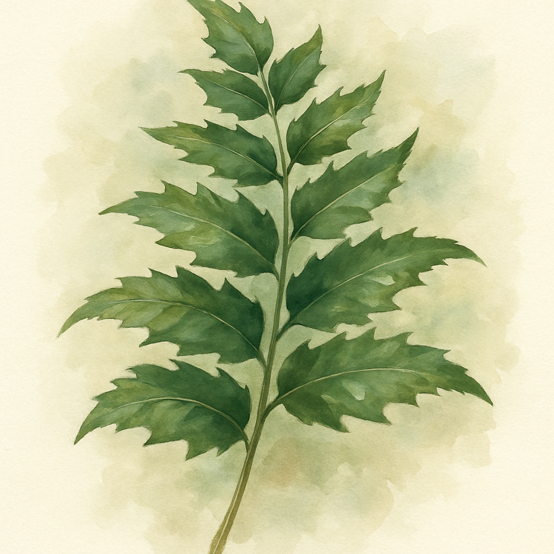 Cyrtomium falcatum