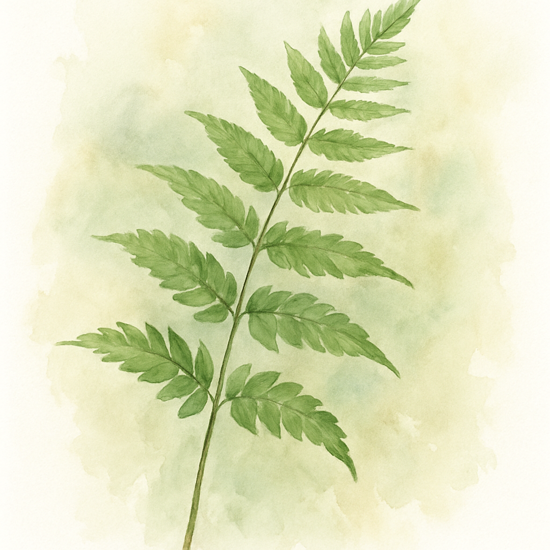 Cyrtomium fortunei var. clivicola