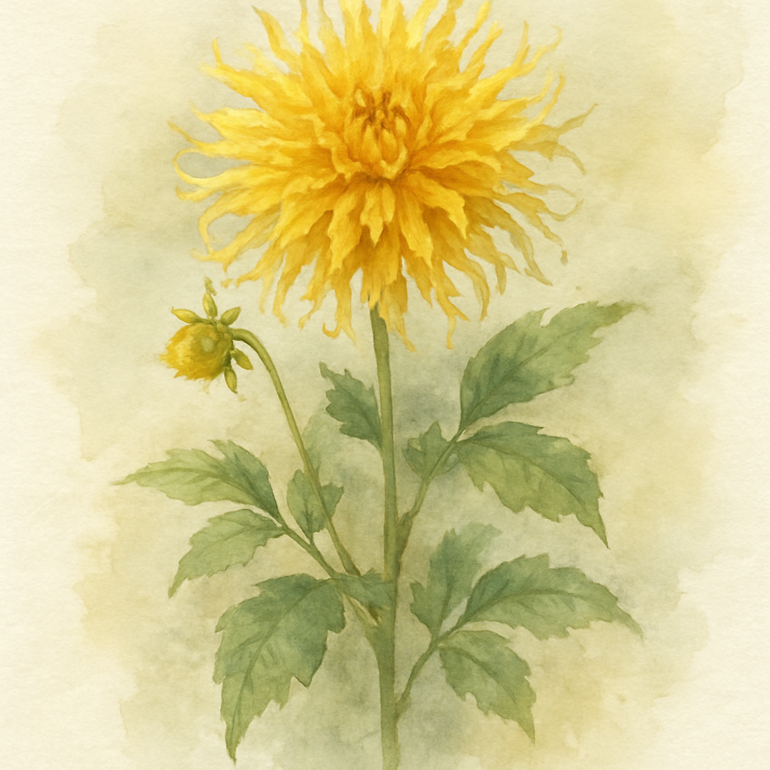 Dahlia 'Schneckenstein'