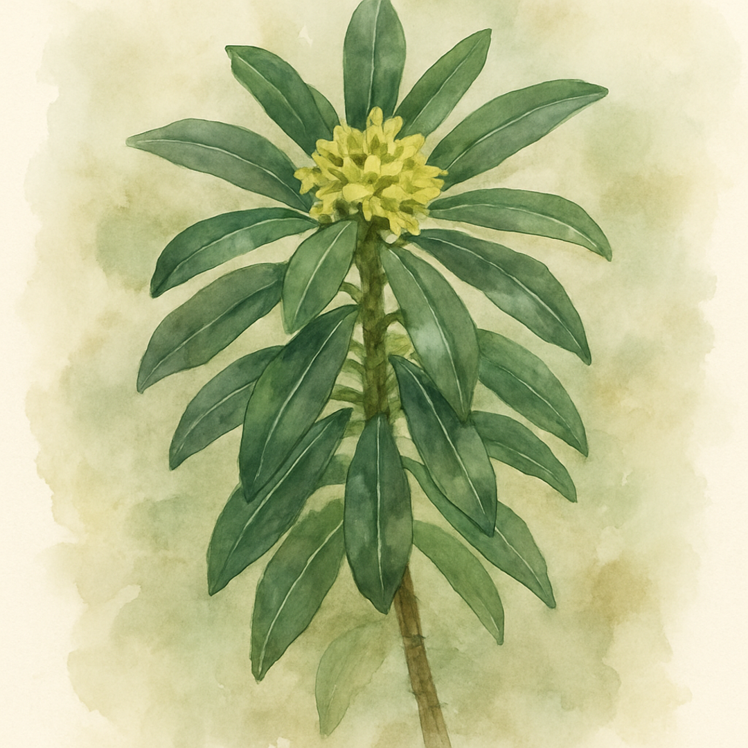 Daphne laureola