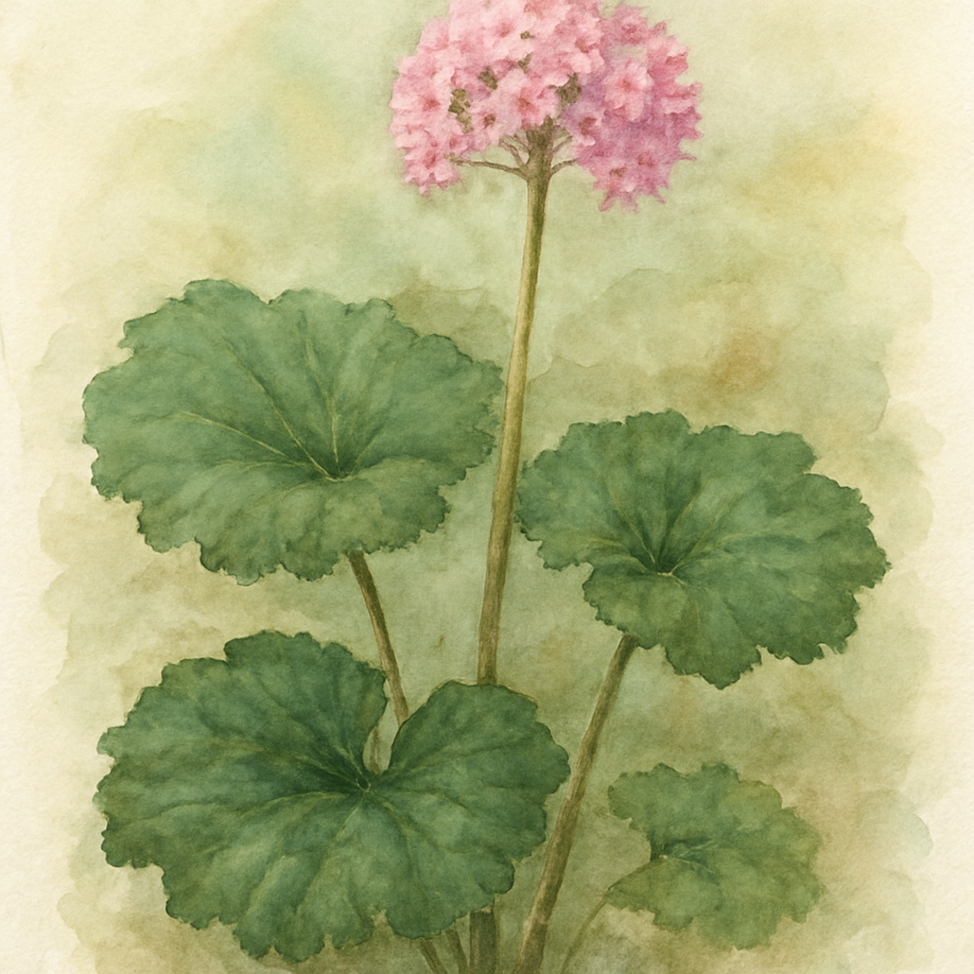 Darmera peltata