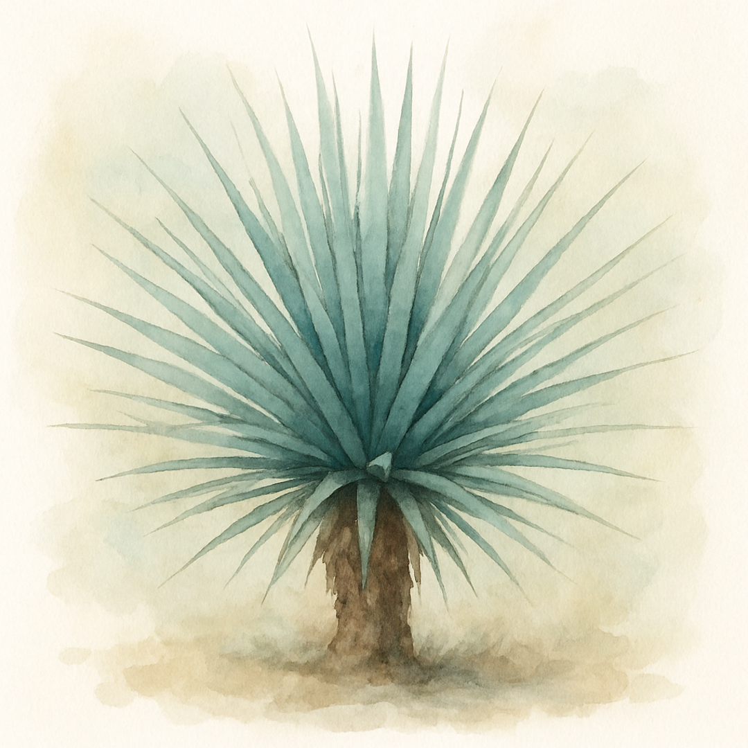 Dasylirion glaucophyllum