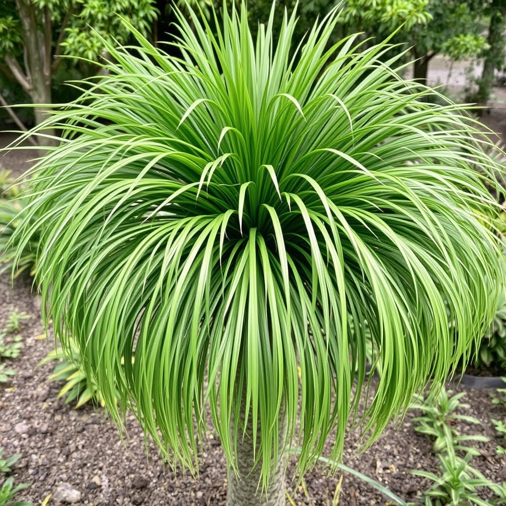 Dasylirion longifolium ‘Mexican Grass Tree’