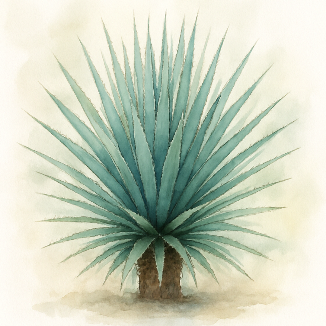 Dasylirion serratifolium