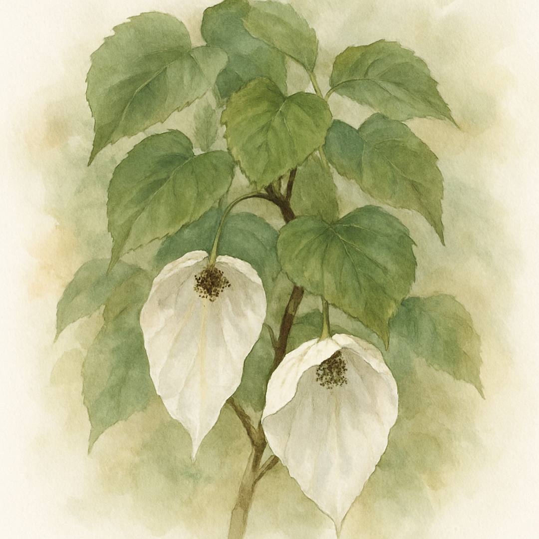 Davidia involucrata