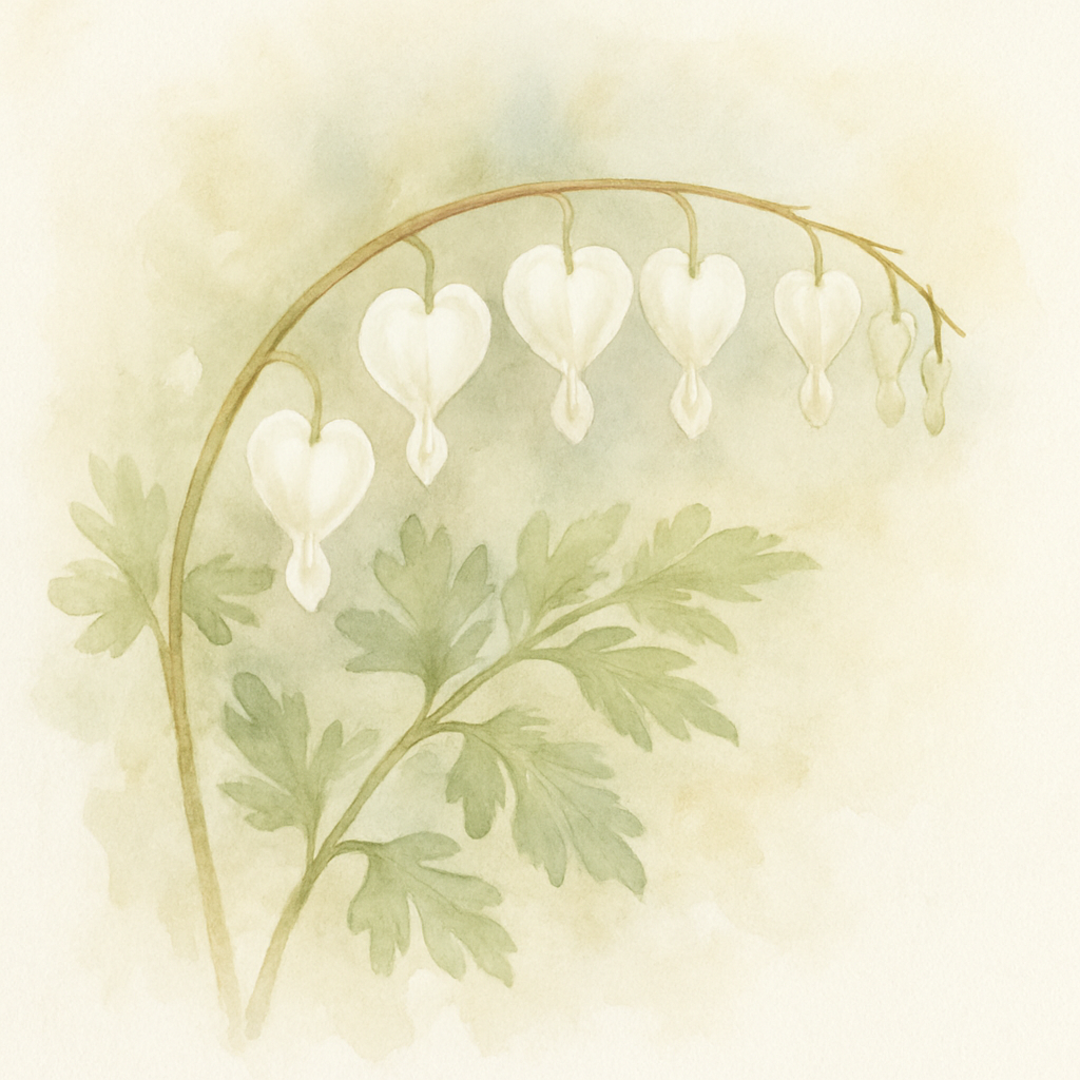 White Bleeding Heart