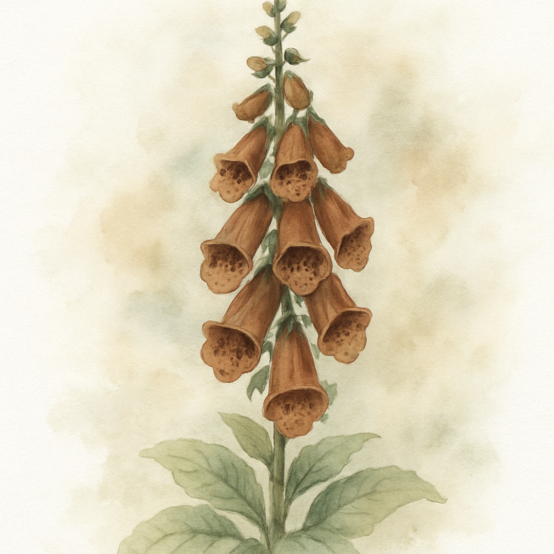Bronze Foxglove | Digitalis 'Milk Chocolate'