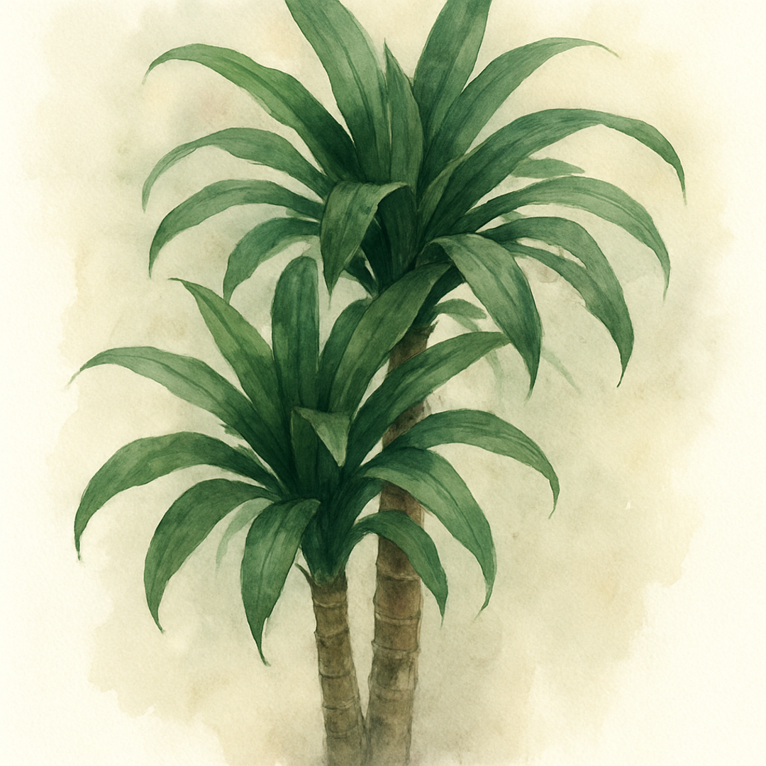 Dracaena Janet Craig