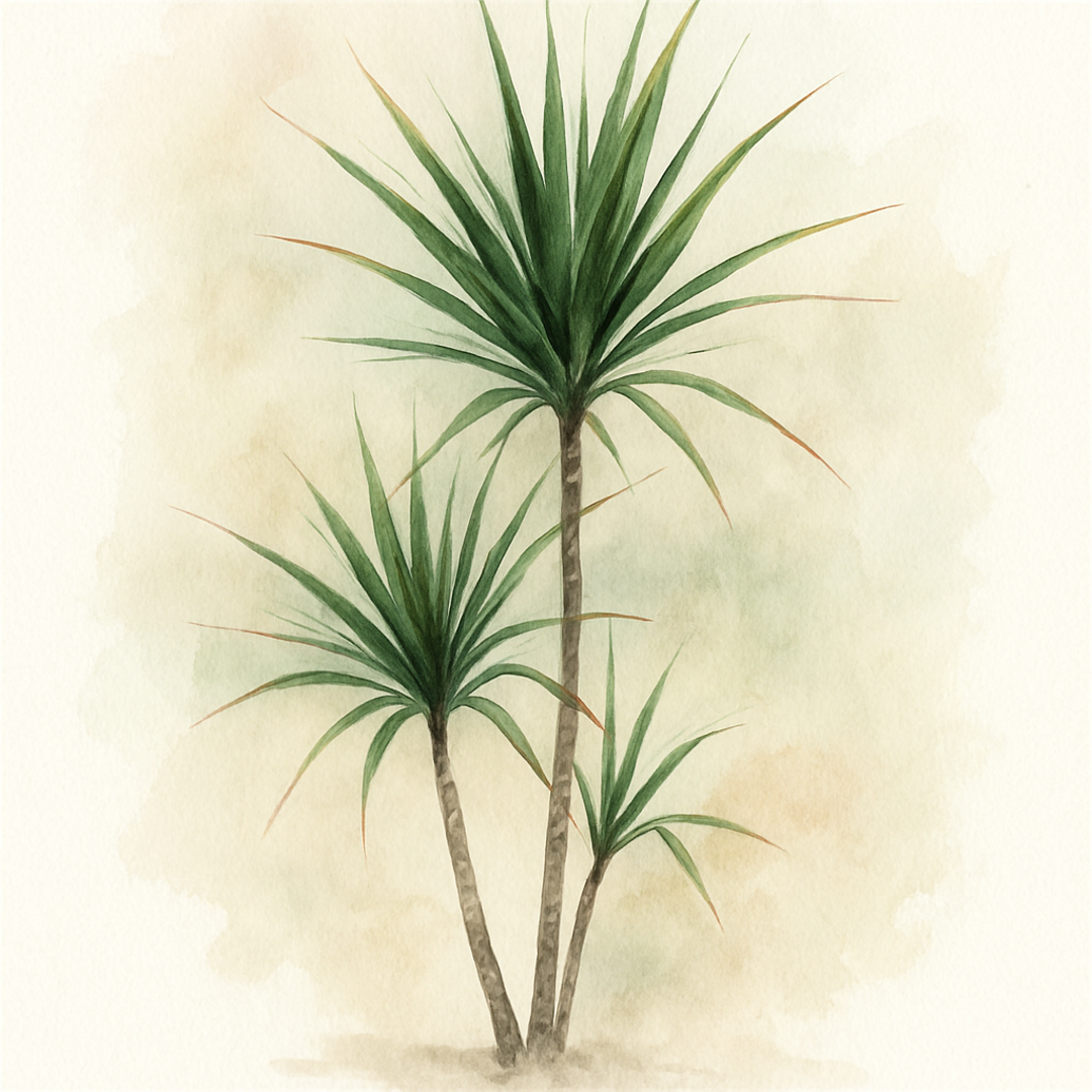 Dragon Tree