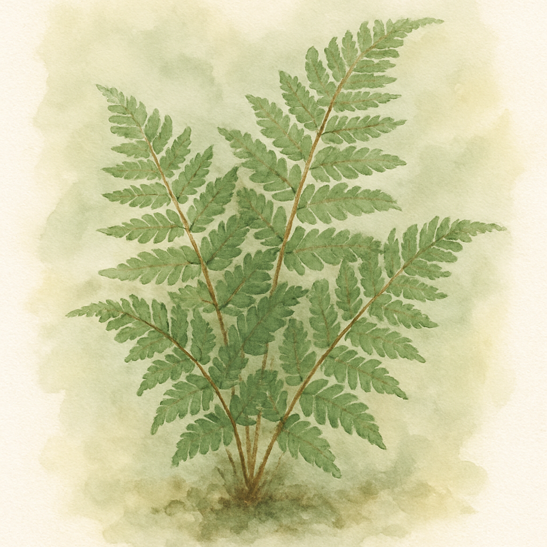 Dryopteris aff. 'Pinderi' 1.5