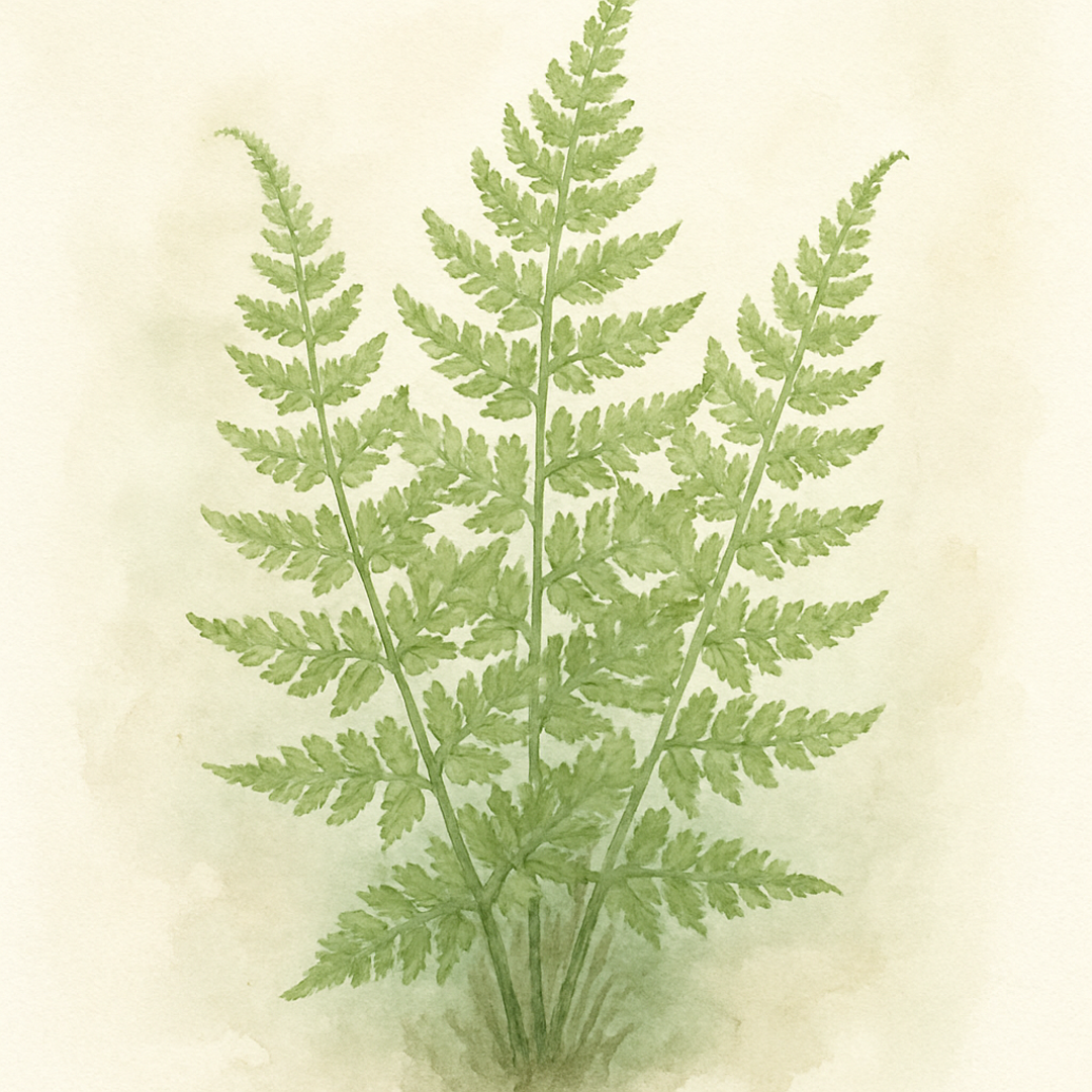 Dryopteris affinis 'Cristata Angustata'