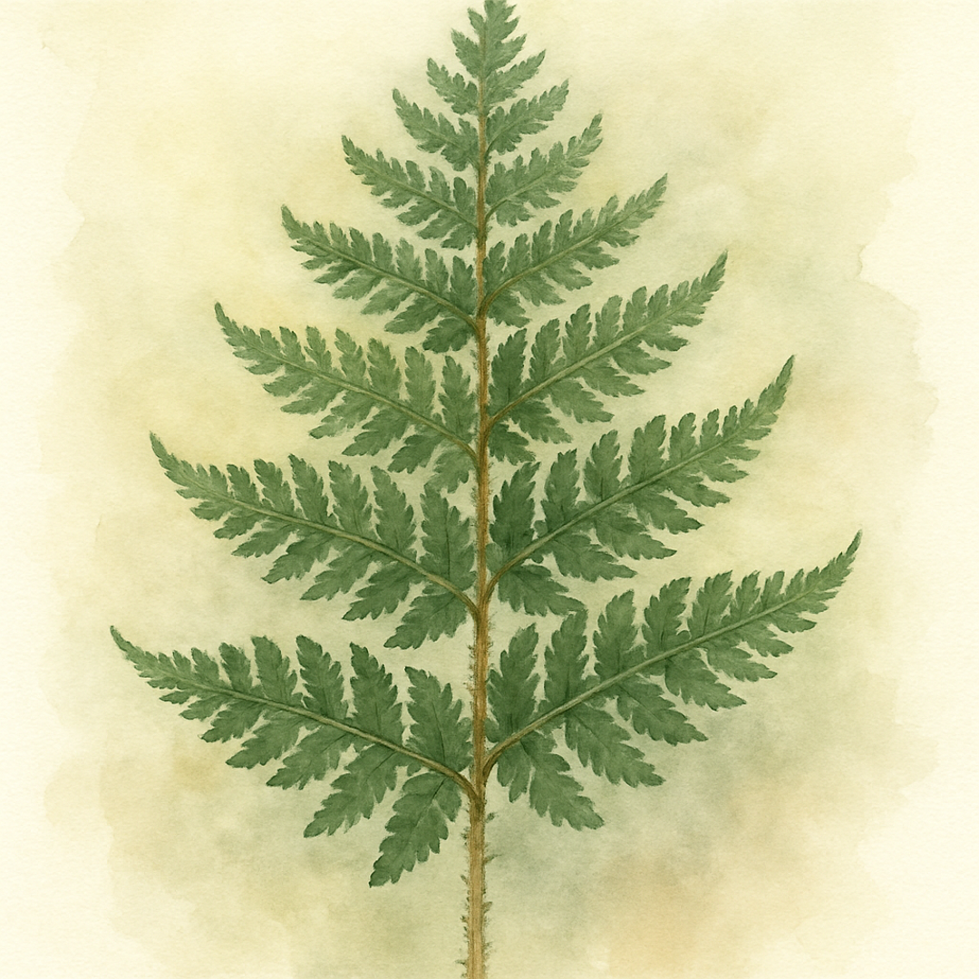 Dryopteris affinis 'Cristata The King'