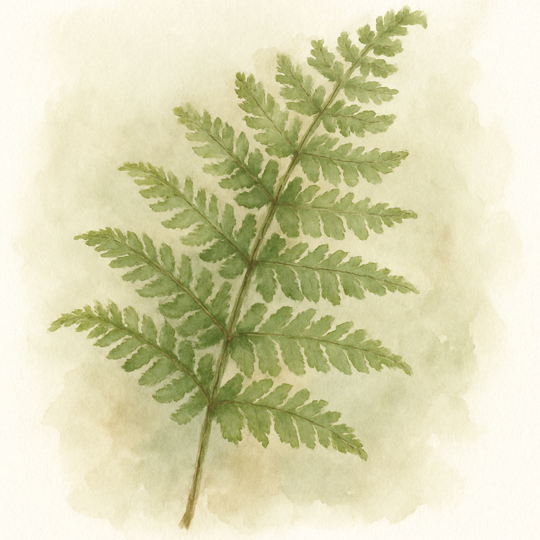 Dryopteris affinis Cristata