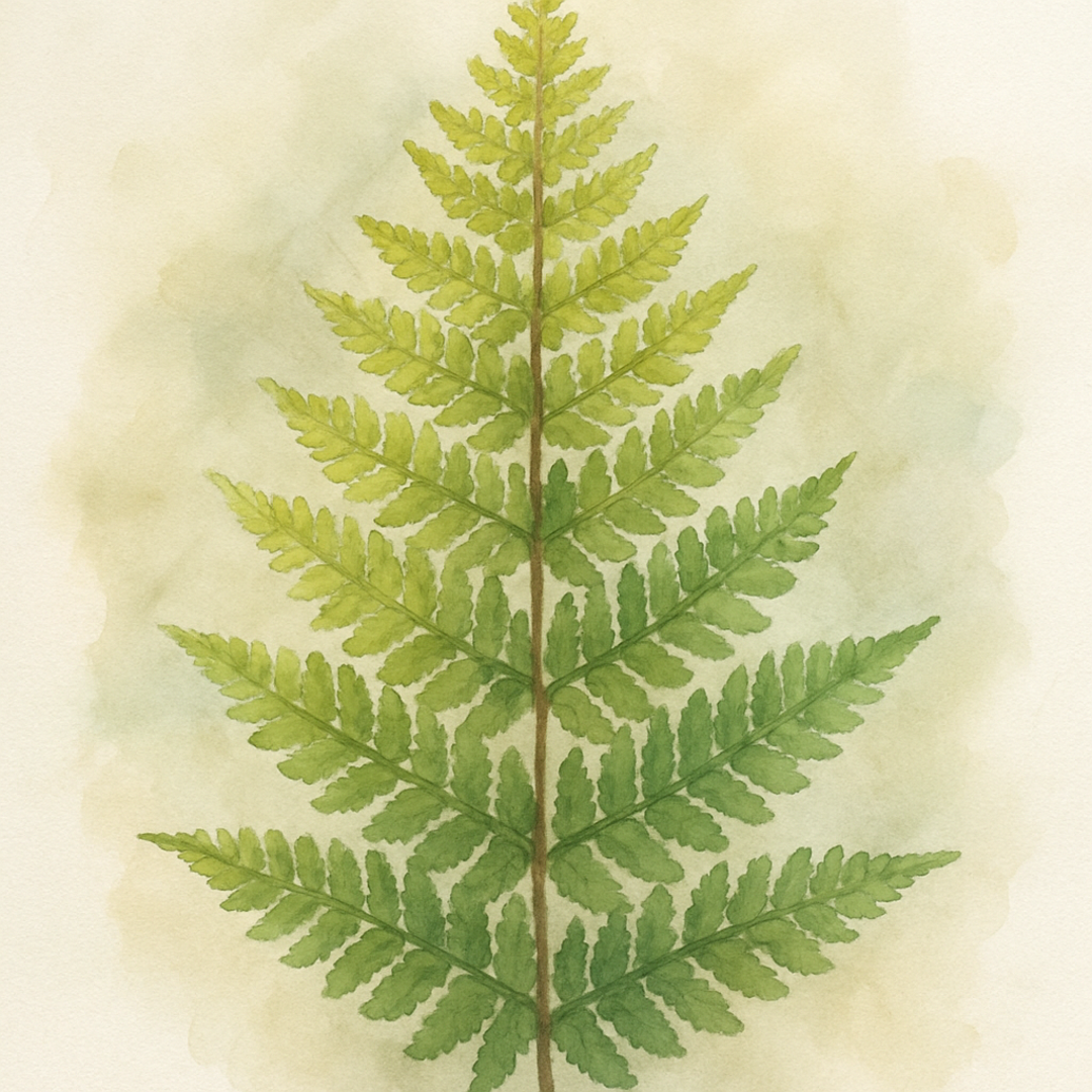 Dryopteris affinis