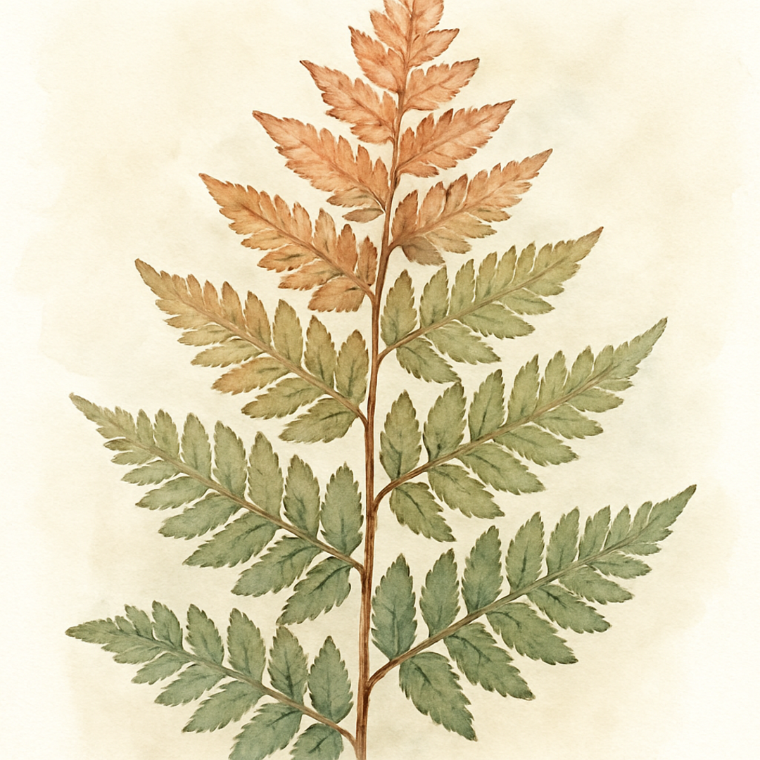 Copper Shield Fern Dryopteris Erythrosora Evergreen Garden Fern Plant