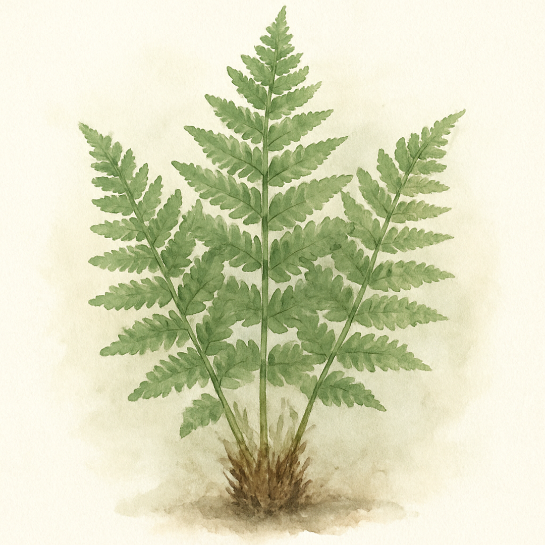 Dryopteris crashirhizoma