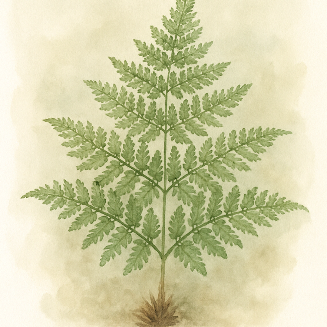 Dryopteris dilatata