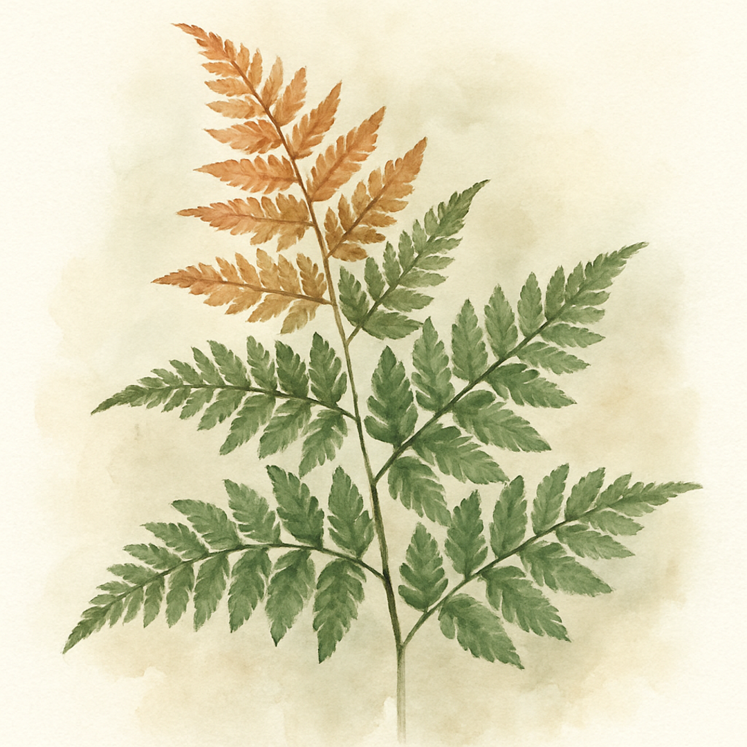Dryopteris erythrosora