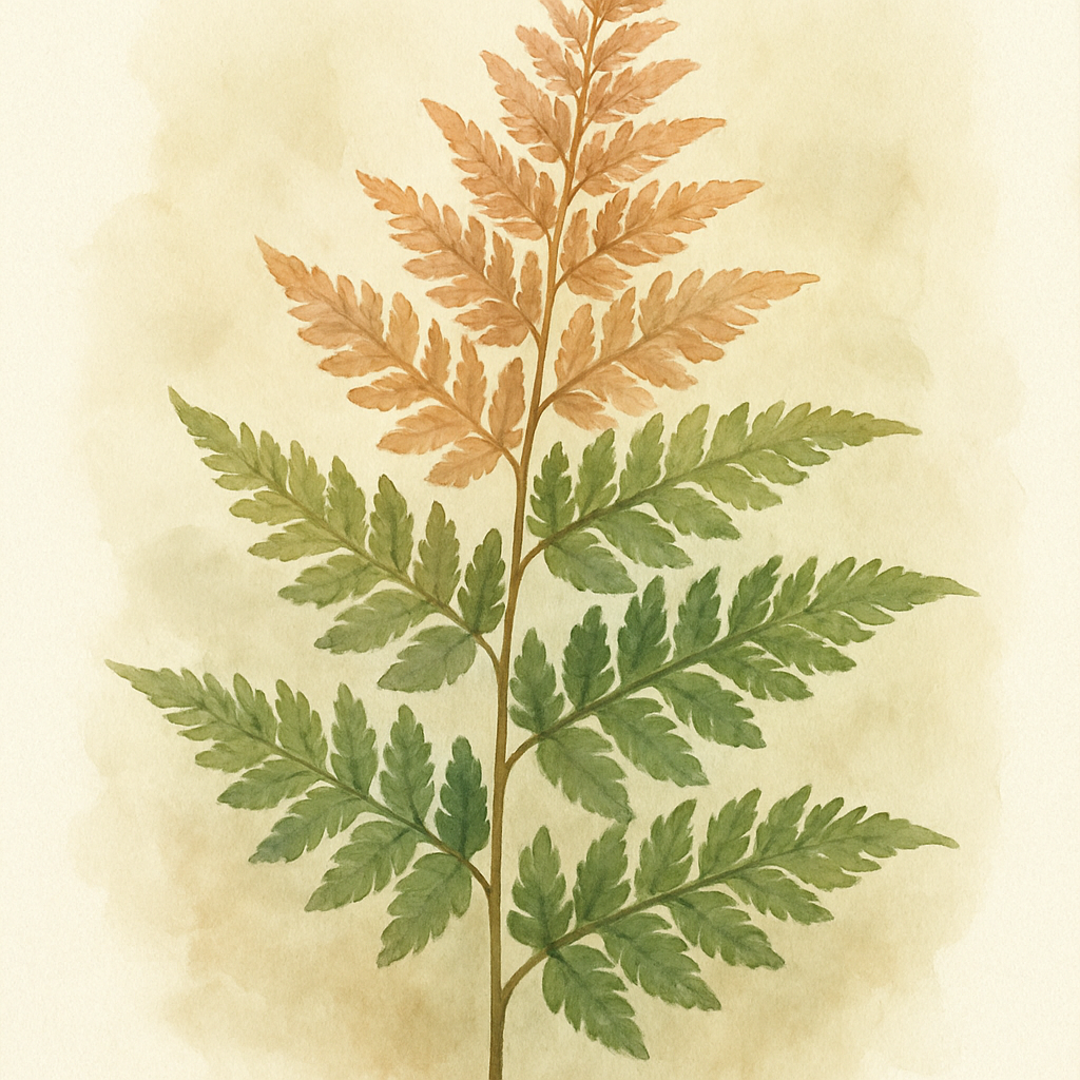 Dryopteris erythrosora var. prolifica
