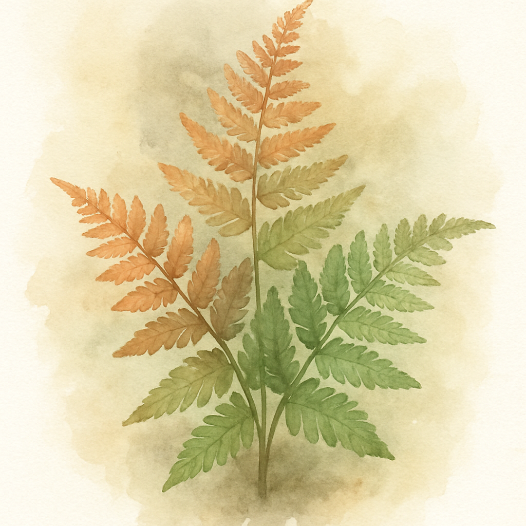Dryopteris erythrosora