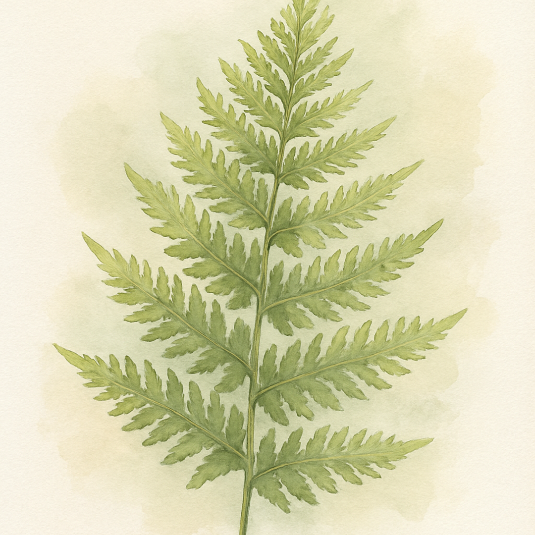 Dryopteris filix mas 'Lin. Polydactyla'