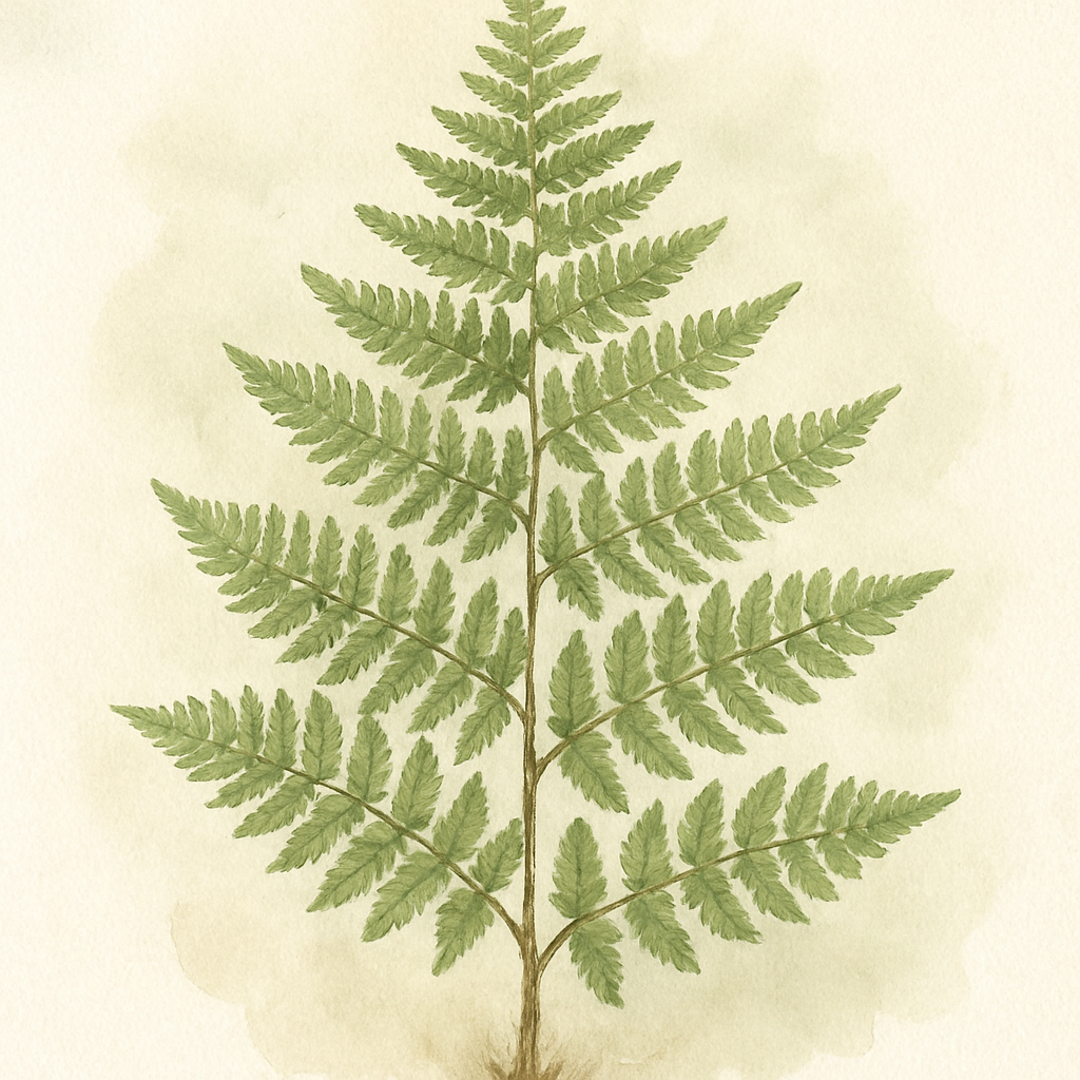 Male Fern