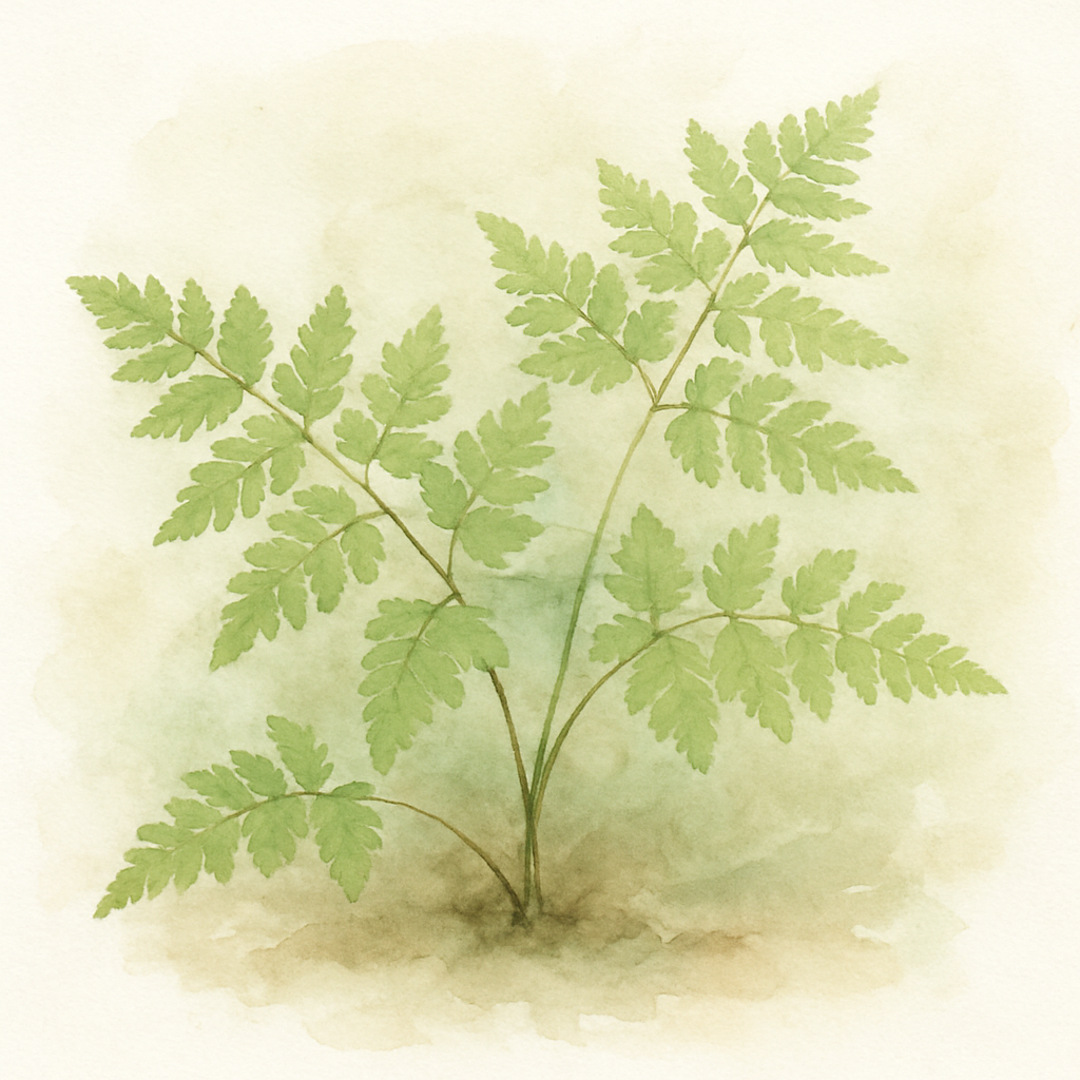 Gymnocarpium dryopteris