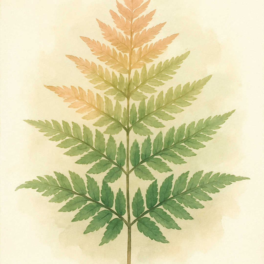Dryopteris lepidopoda 1.5