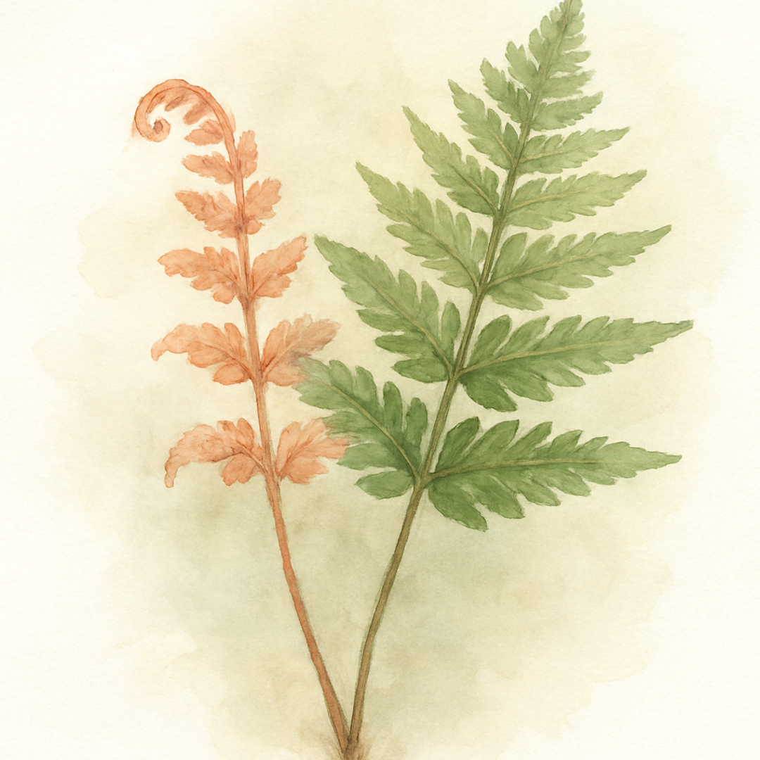 Dryopteris lepidopoda