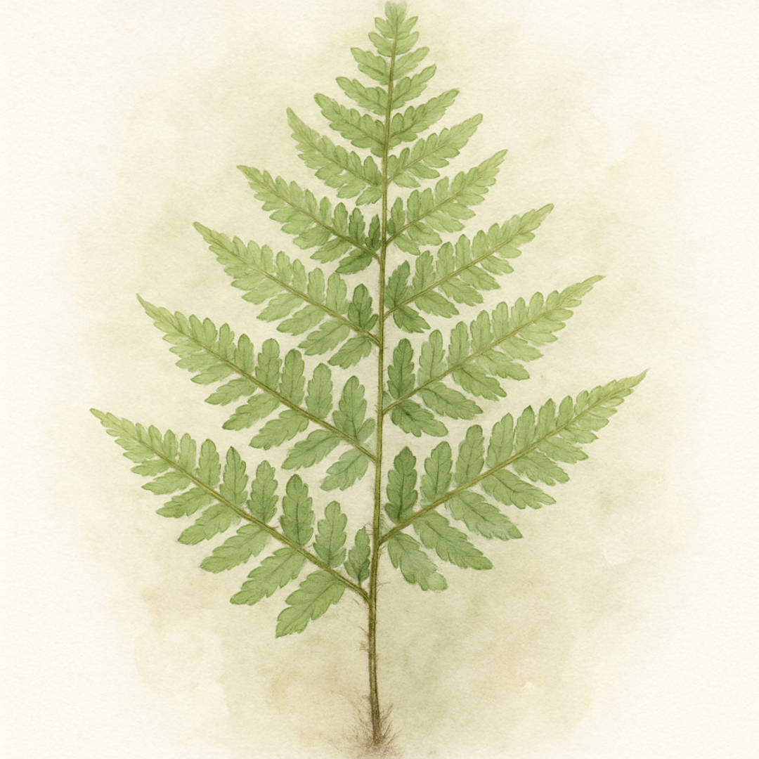 Dryopteris male
