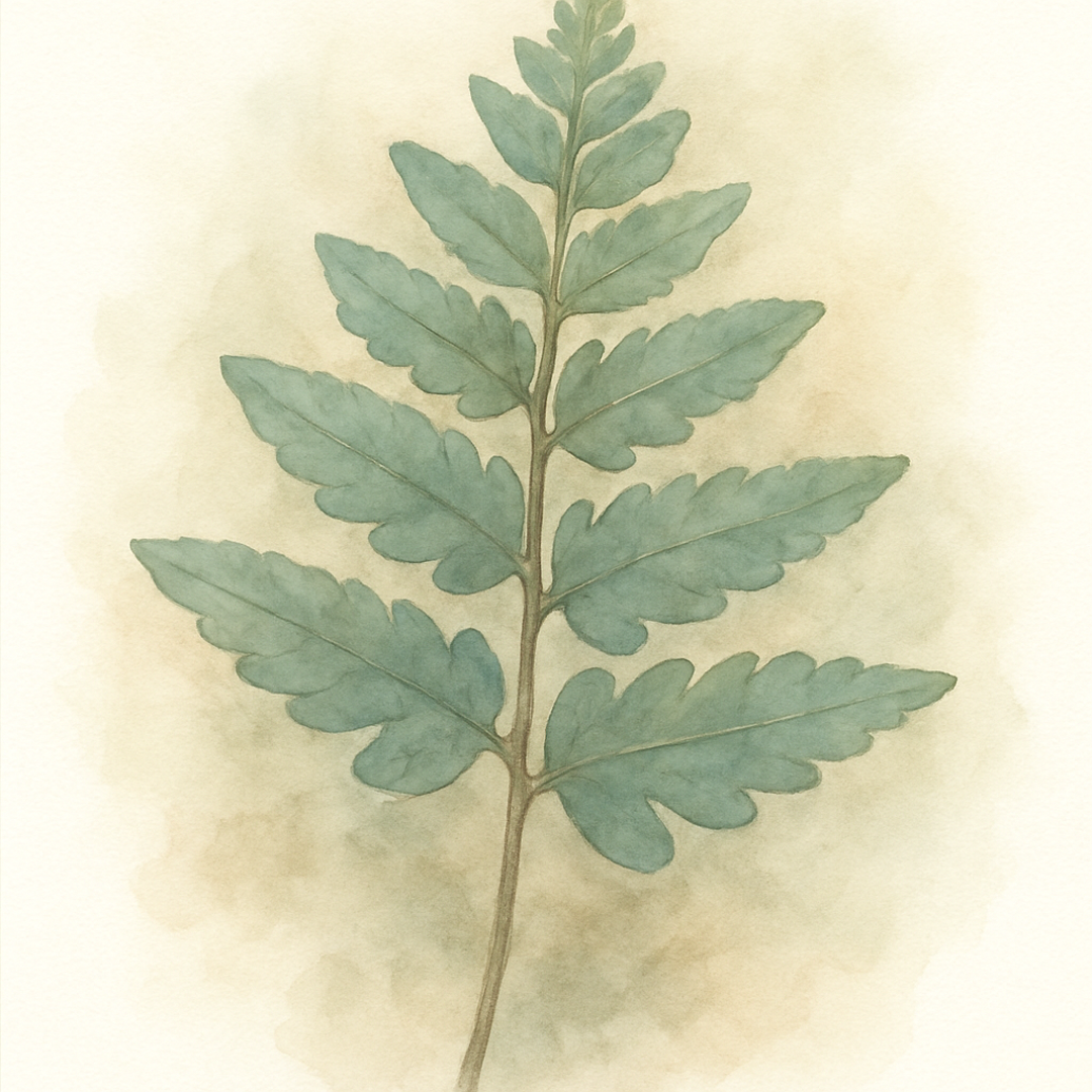 Dryopteris sieboldii