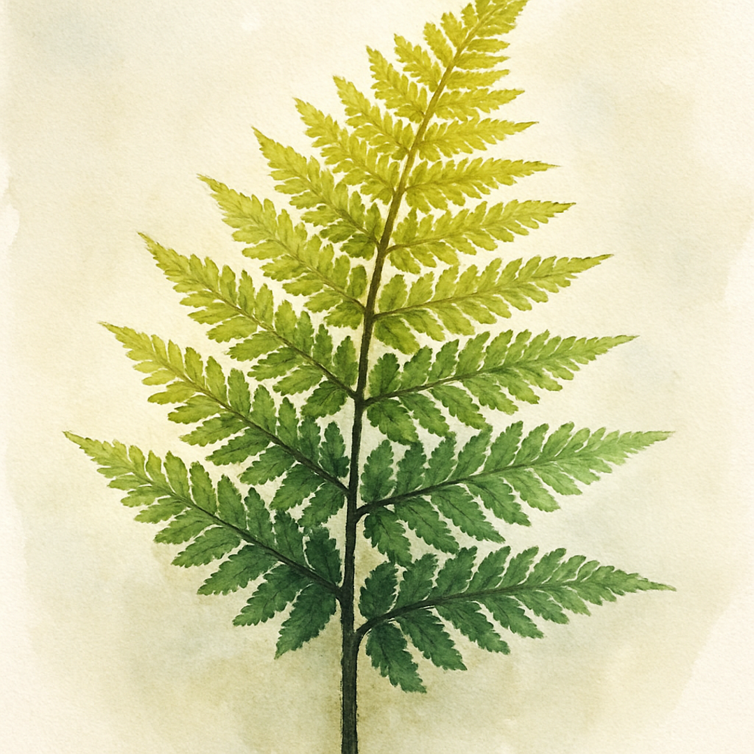 Dryopteris wallichiana ‘Jurassic Gold’