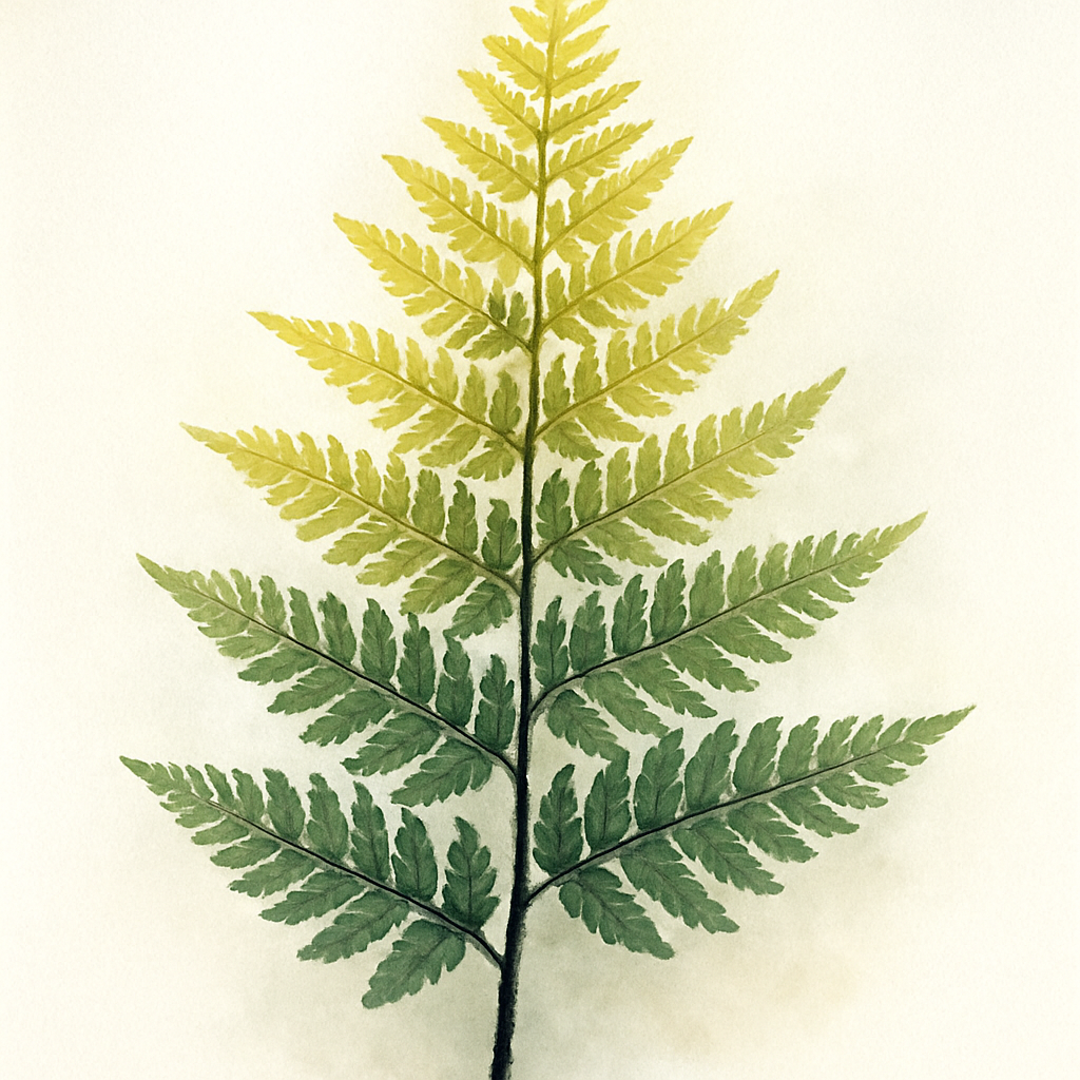 Dryopteris wallichiana 'Jurassic Gold' 1.5