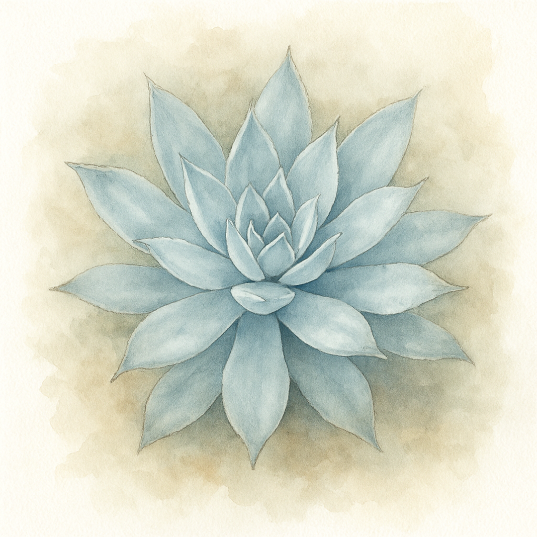 Echeveria 'Moon Goddess'