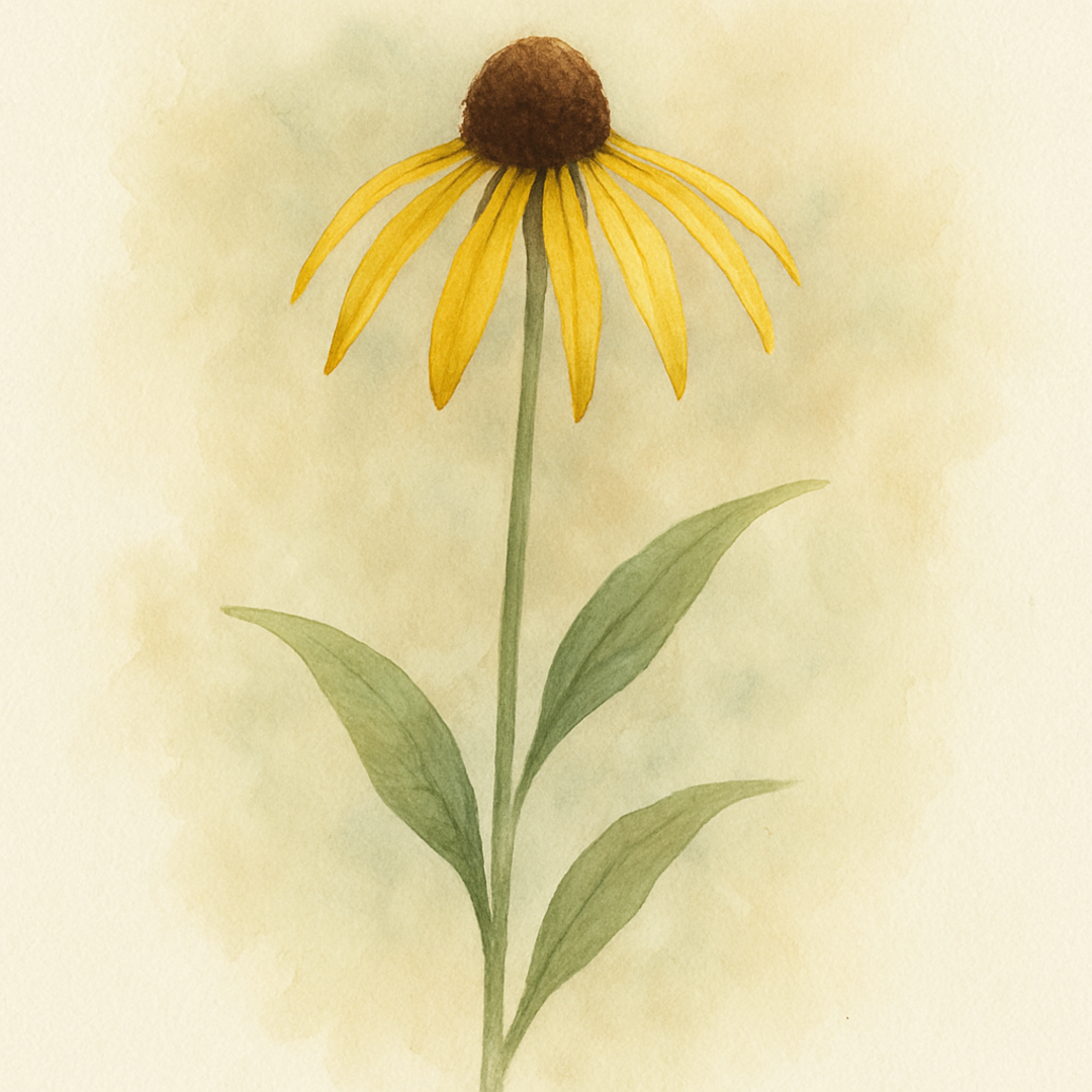 Echinacea paradoxa