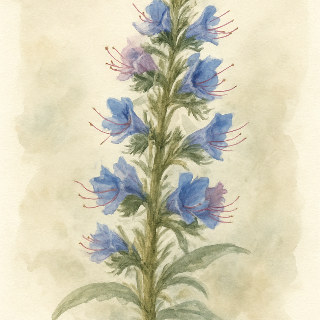 Echium vulgare