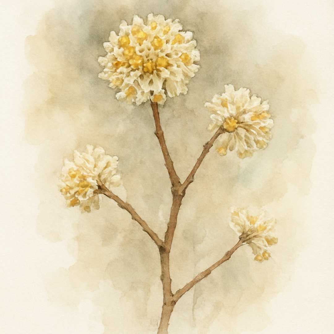 Edgeworthia chrysantha