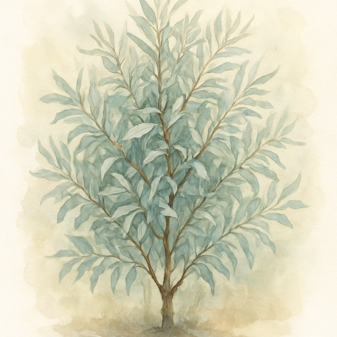 Elaeagnus angustifolia 'Quicksilver' Tree