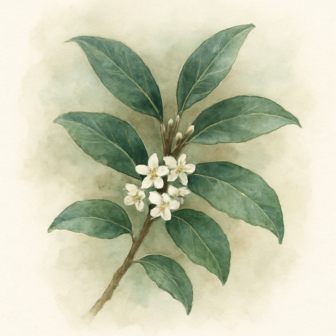 Elaeagnus ebbingei Viveleg Oleaster