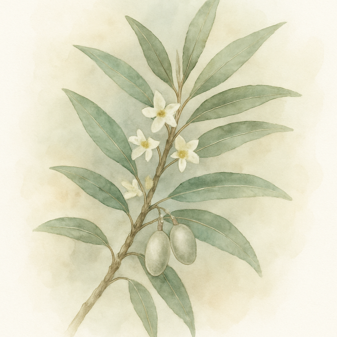 Elaeagnus lanceolata Narrow leaved Silverberry
