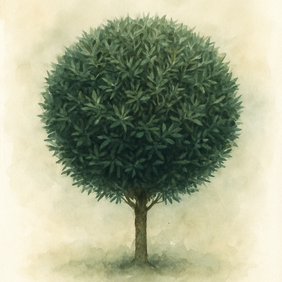 English Yew (ball)
