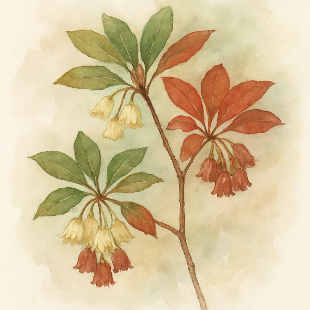 Enkianthus cernuus, Andromeda cernua - Nodding enkianthus